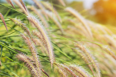 Close-up of crop growing on field