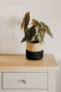 Close-up of potted plant on table against wall