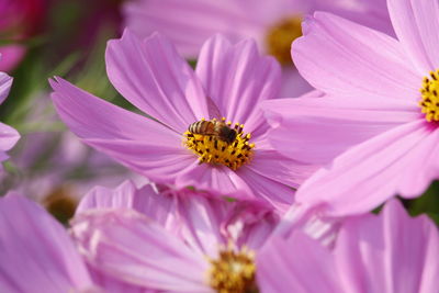 Close-up of honey bee pollinating on pink flower