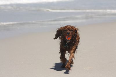 Portrait of wet brown dog running with ball at beach