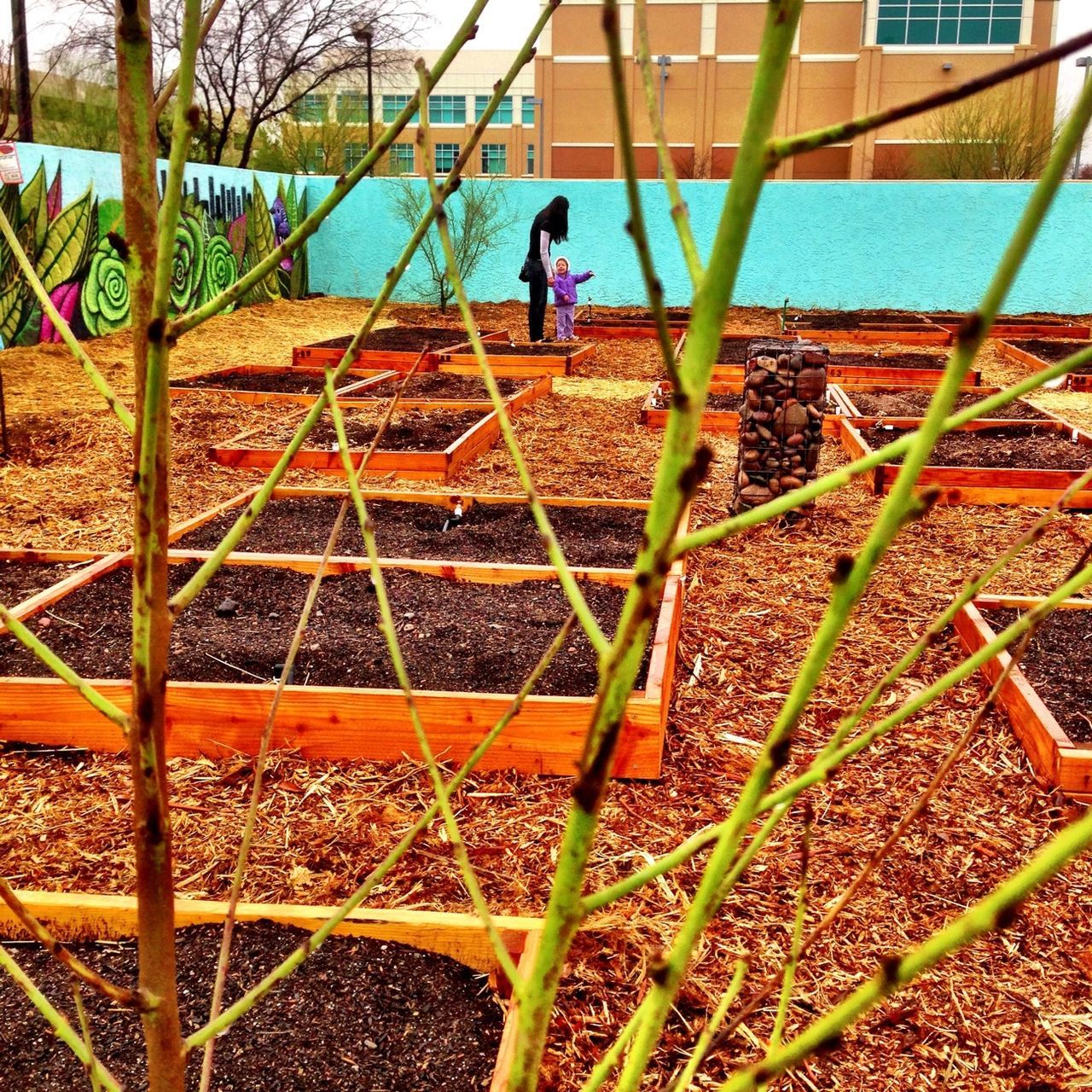 Mesa Urban Garden