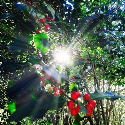 Low angle view of sun shining through trees