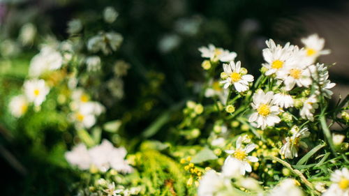 Close-up of white daisy flowers on field