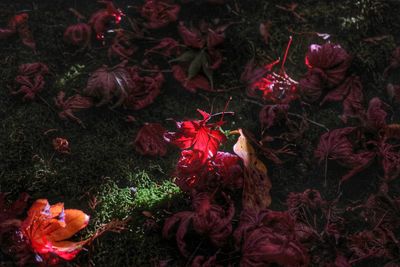 Close up of red flowers