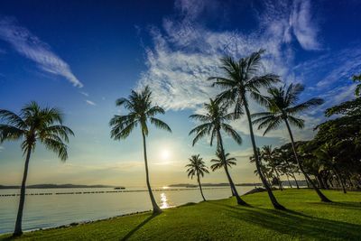 Scenic view of palm trees on beach against sky