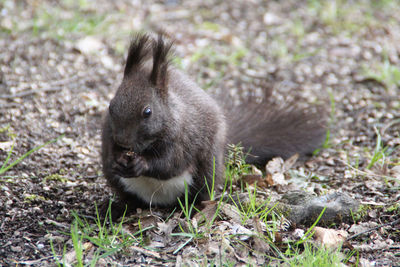 Close-up of squirrel on field