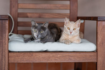 Portrait of cats relaxing at home. two kitties laying on the chair 