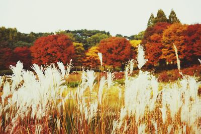 Trees in a park