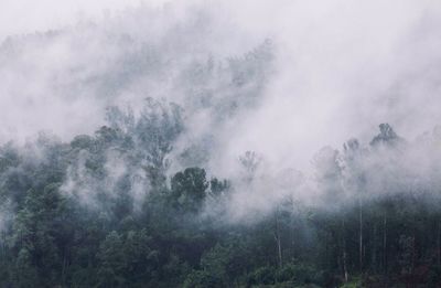 Trees in foggy weather