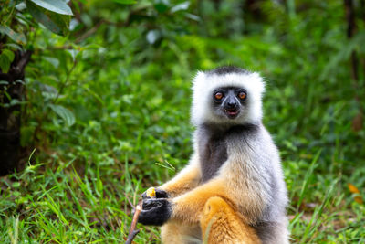 Portrait of monkey sitting outdoors