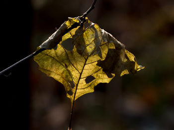 Close-up of dried leaves on plant