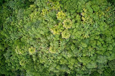 Full frame shot of green leaves