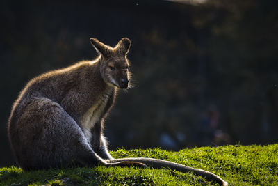 Kangaroo on grass