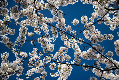 Low angle view of cherry blossoms against clear sky