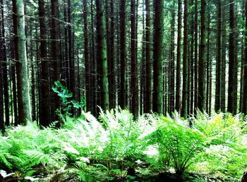 Trees growing in forest