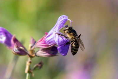 Close-up of bee pollinating on purple flower