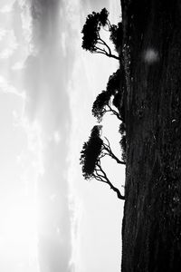 Close-up of tree against sky