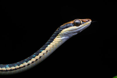 Close-up of an animal representation against black background