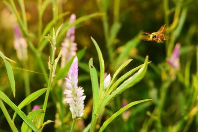 Close-up of bee on flower