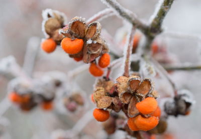 Close-up of orange berries on plant during winter