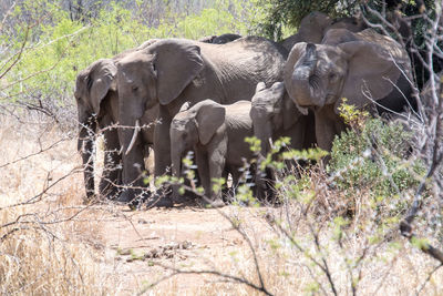 Elephant in a forest