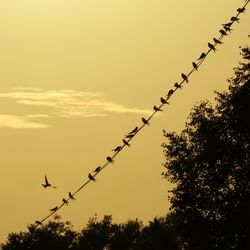 Low angle view of silhouette birds flying against sky during sunset