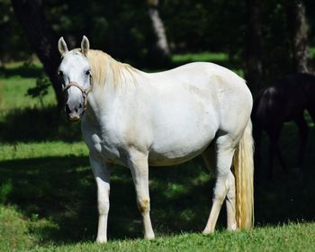 Horse standing in a field