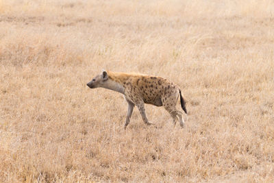 Side view of an animal