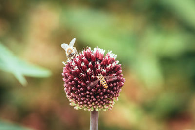 Close-up of honey bee on flowering plant