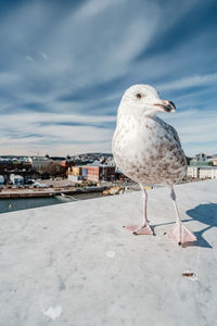 Seagull perching on retaining wall against blue sky during sunny day