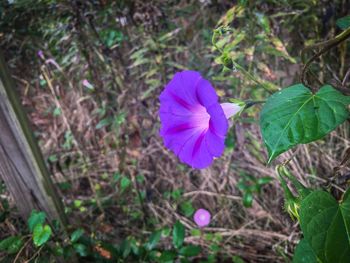 Close-up of purple flower blooming outdoors