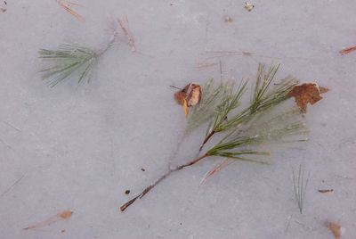 High angle view of plant