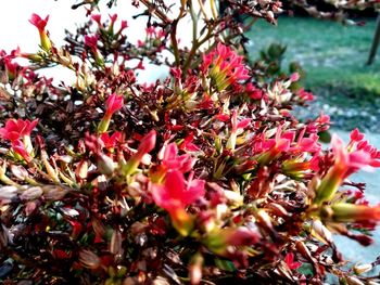 Close-up of pink flowering plant