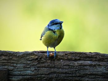 Close-up of bluetit perching of dead tree 