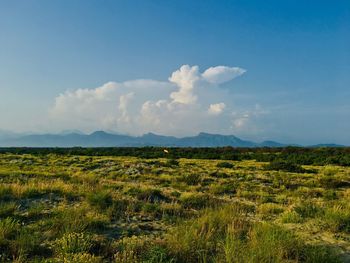 Scenic view of field against sky