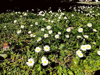 Flowers growing outdoors