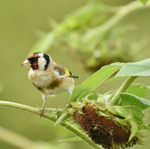 Close-up of bird perching on branch