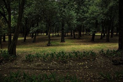 Trees on grass against sky