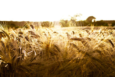 Close-up of wheat field against sky