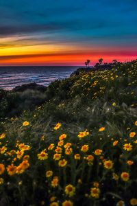 Scenic view of sea against sky during sunset