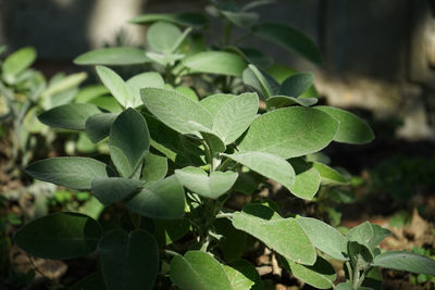 Close-up of green leaves on plant