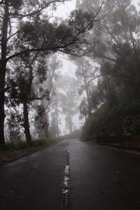 Empty road amidst trees in forest