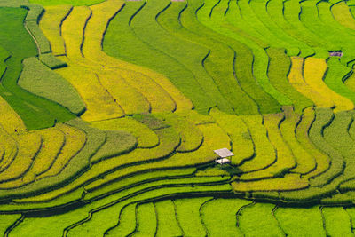 Full frame shot of rice paddy