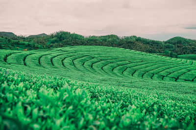 Beautiful scenery in indonesia with a neat spread of green tea makes the eyes relax
