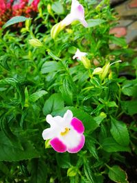 Close-up of purple flowering plant