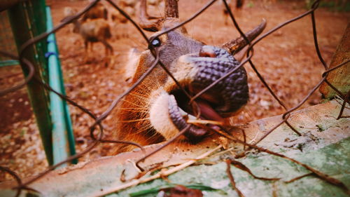 Close-up of a lizard on a land