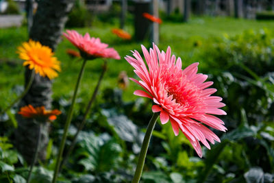 Close-up of pink flower in park