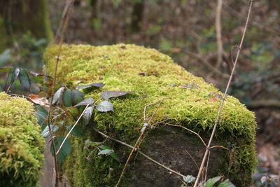 Close-up of mushrooms growing on field in forest