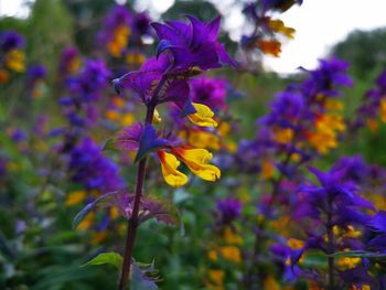 Close-up of purple flowering plant in park