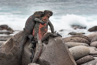 Close-up of iguanas on rock at beach